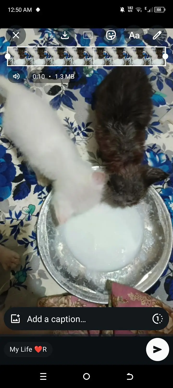 Mano and tobi — photo 2