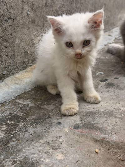 triple coat persian kittens