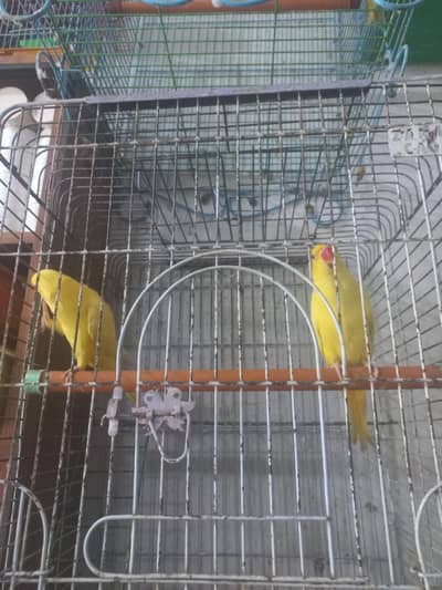 yellow ringneck