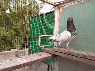 High Flyers,Neelay Kamagar, Teddy, Firozpuri etc. Genuine Breed Pigeon