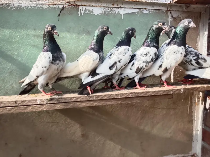 High Flyers,Neelay Kamagar, Teddy, Firozpuri etc. Genuine Breed Pigeon — photo 2