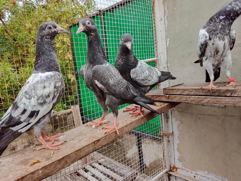 High Flyers,Neelay Kamagar, Teddy, Firozpuri etc. Genuine Breed Pigeon — photo 3