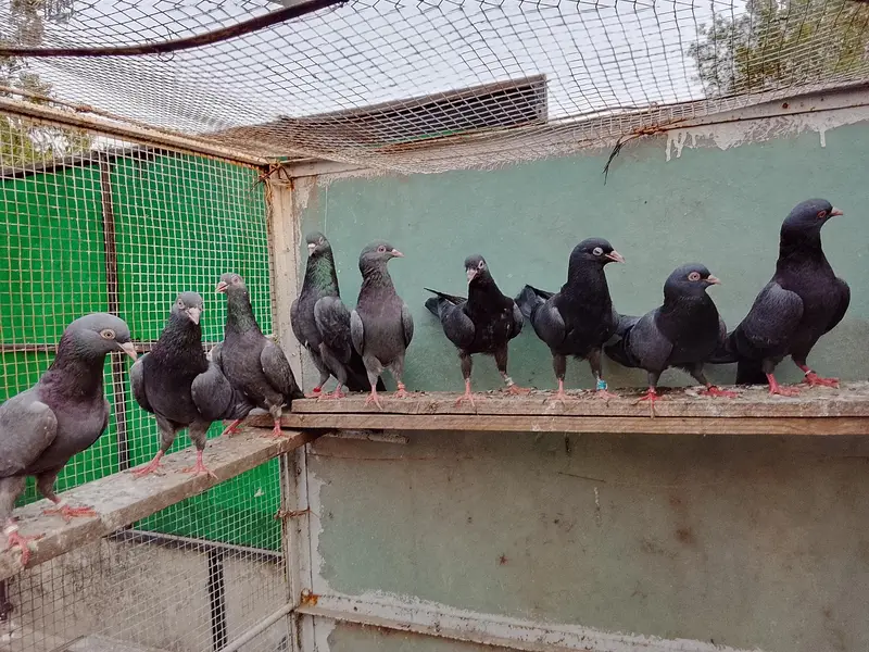 High Flyers,Neelay Kamagar, Teddy, Firozpuri etc. Genuine Breed Pigeon — photo 4