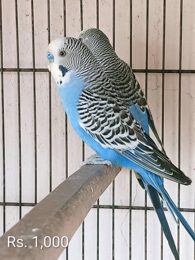 100% Budgies Breeder pairs
