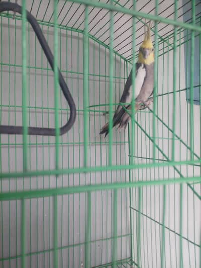 parrot