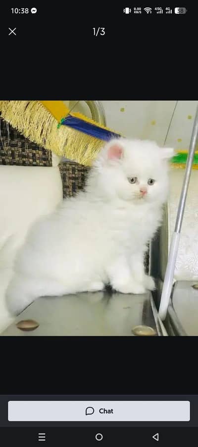 Persian cat 2month vaccinated my WhatsApp 0337//3958//976