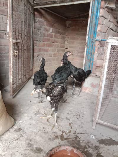 deal deal deal 3 chicks or 1 breeder female for sale