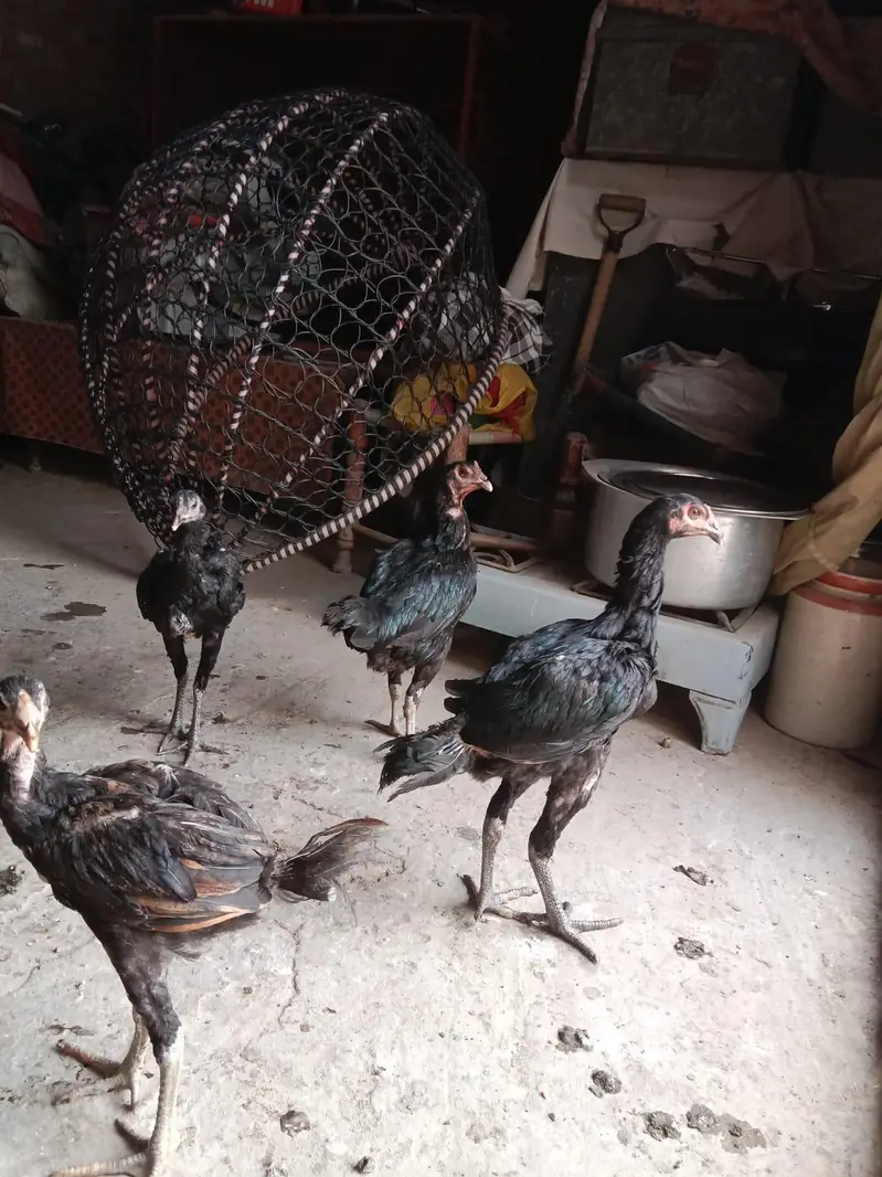 deal deal deal 3 chicks or 1 breeder female for sale — photo 2