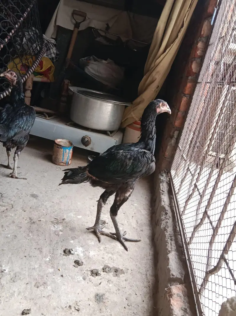 deal deal deal 3 chicks or 1 breeder female for sale — photo 3