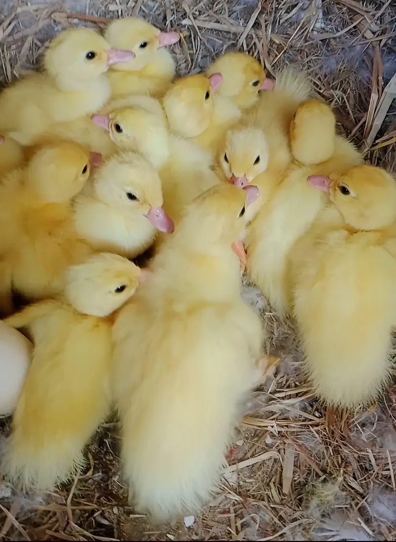 white Muscovy ducks chicks — photo 5