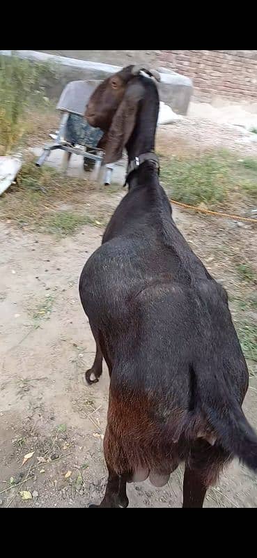 Desi bakri 3 month ki ghaban
