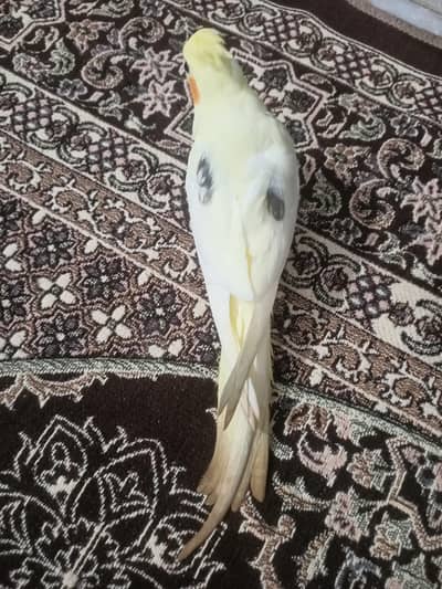 cockatiel