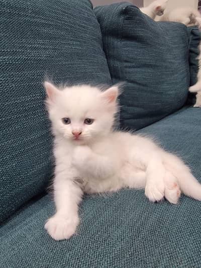 Persian kitten 30 Days