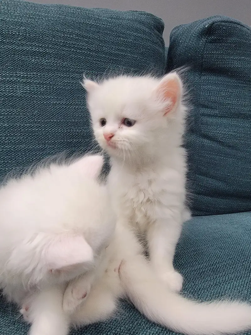 Persian kitten 30 Days — photo 2