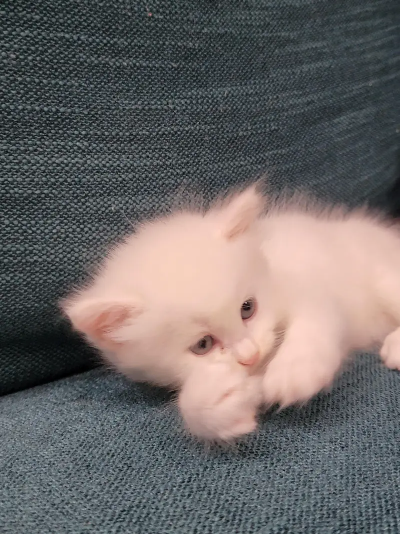 Persian kitten 30 Days — photo 3