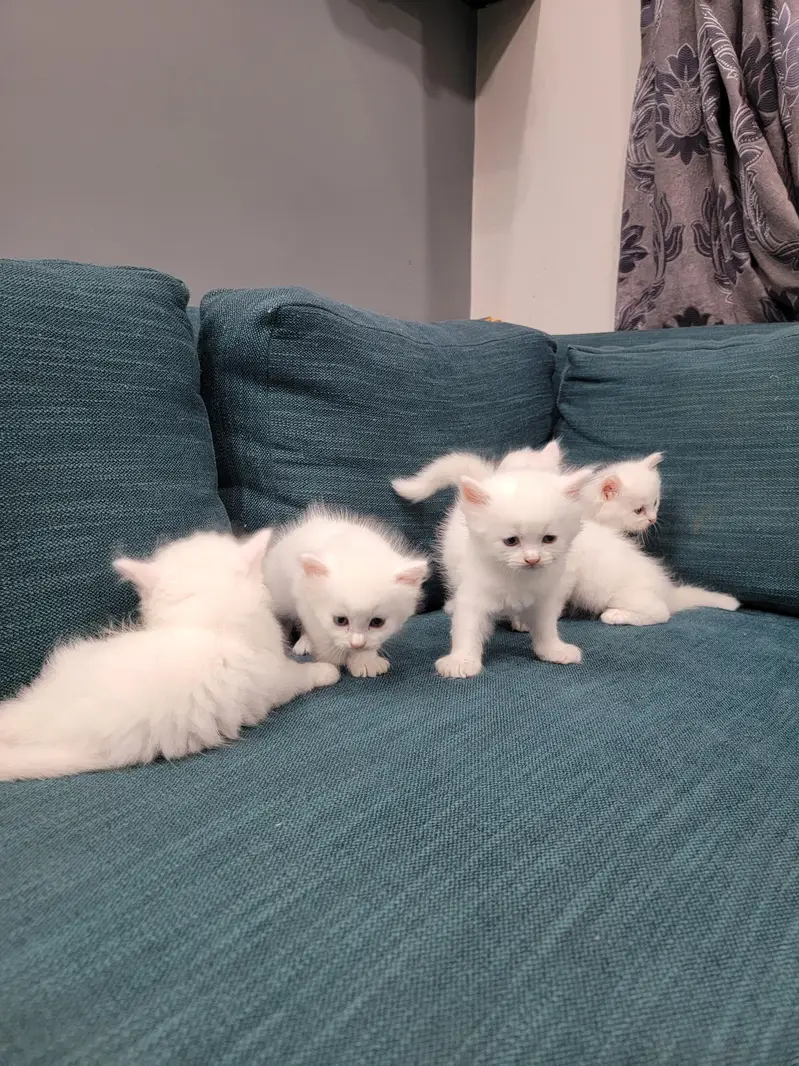 Persian kitten 30 Days — photo 4