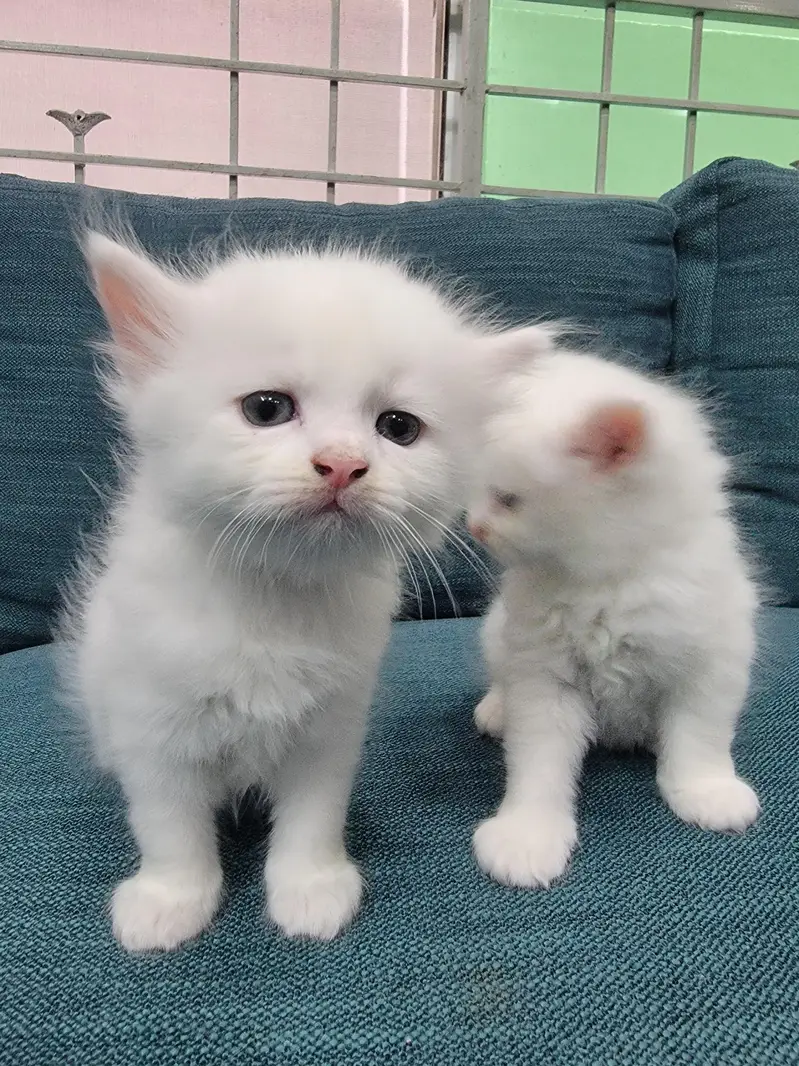 Persian kitten 30 Days — photo 5