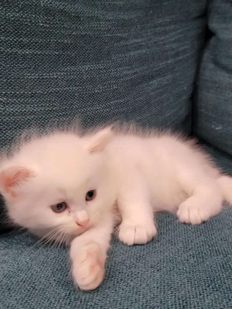 Persian kitten 30 Days — photo 6