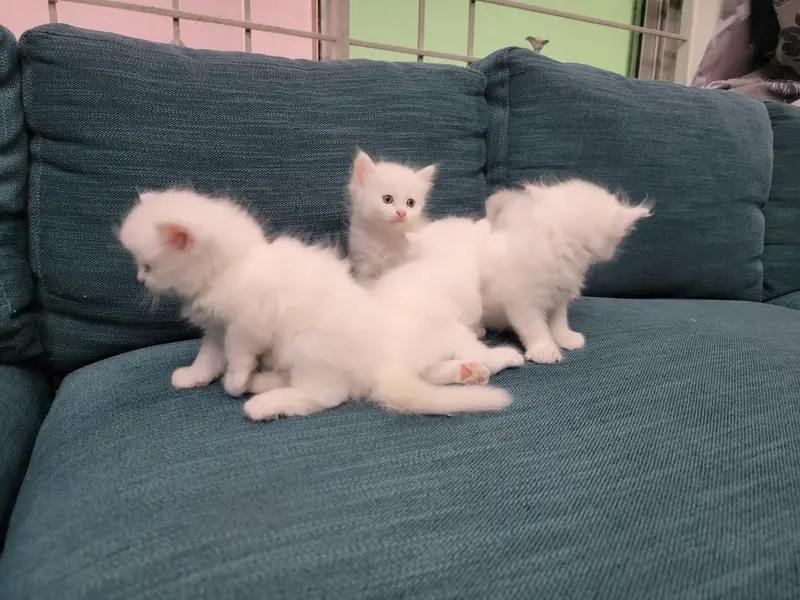 Persian kitten 30 Days — photo 7