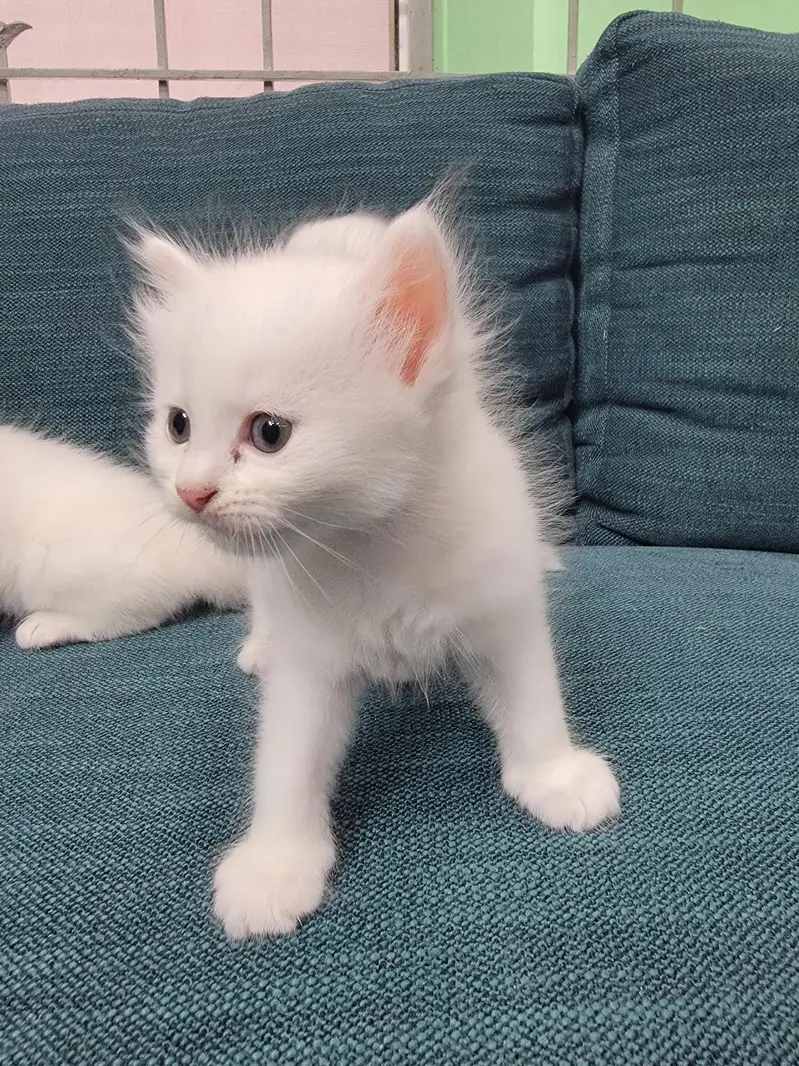Persian kitten 30 Days — photo 8