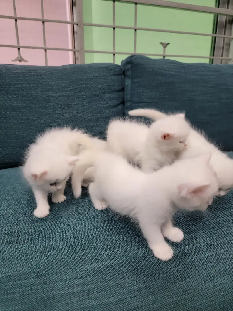 Persian kitten 30 Days — photo 9