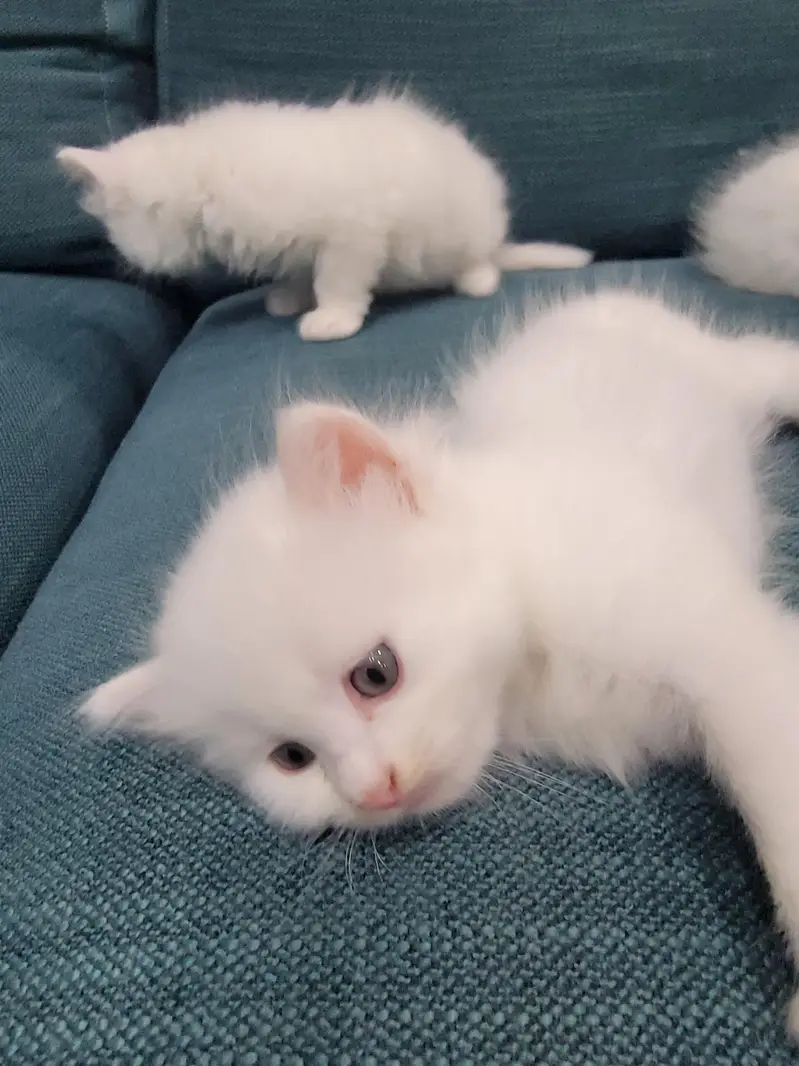 Persian kitten 30 Days — photo 10