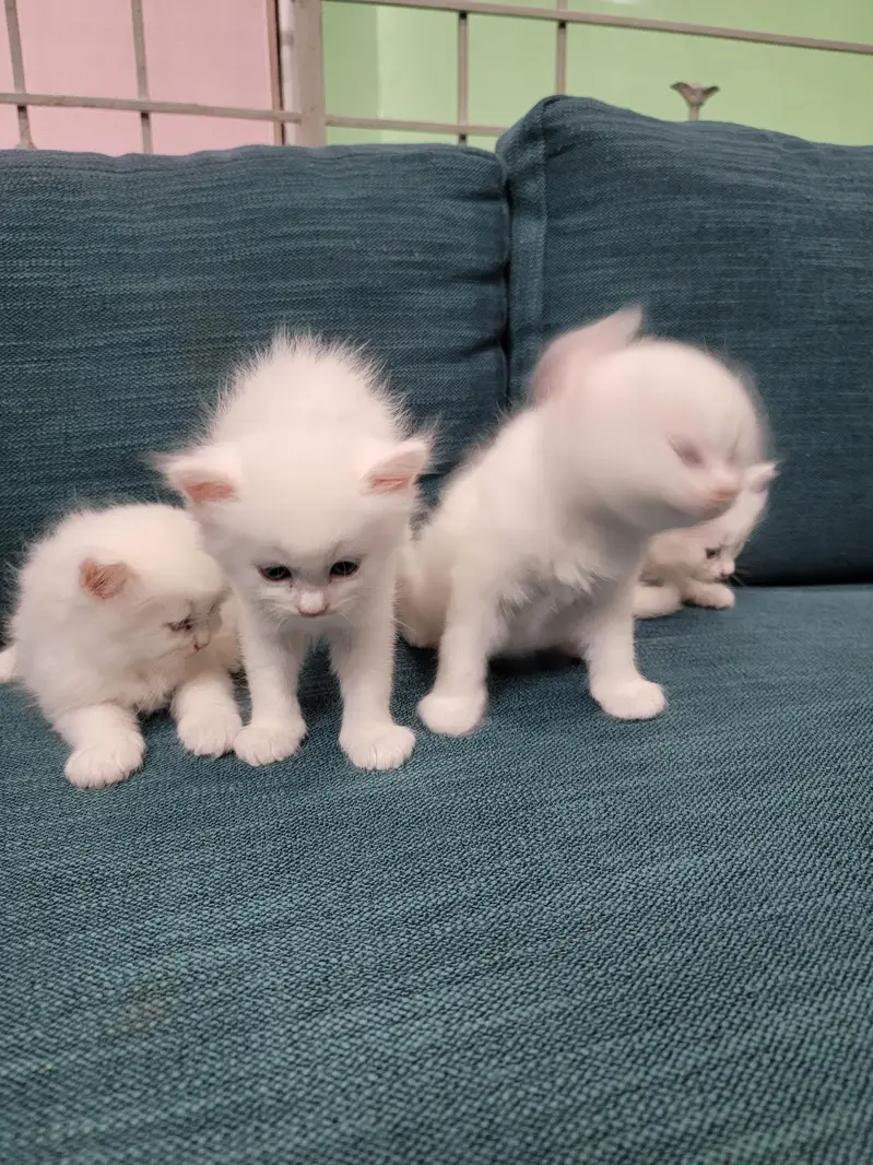 Persian kitten 30 Days — photo 11