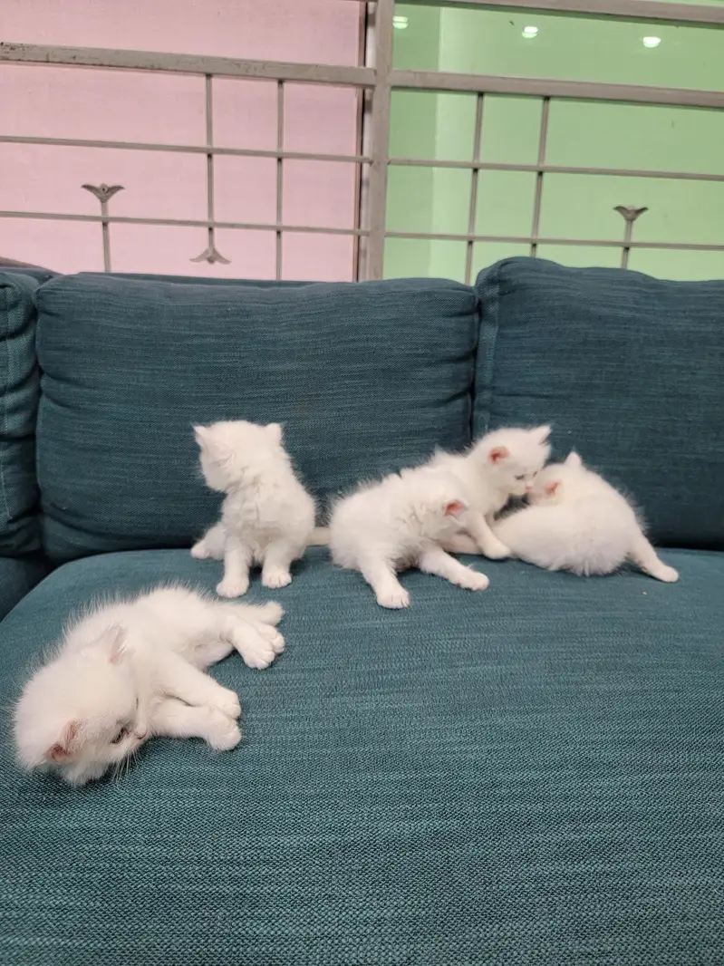 Persian kitten 30 Days — photo 12