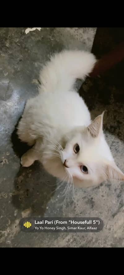 fully trained itter trained play full kitten
