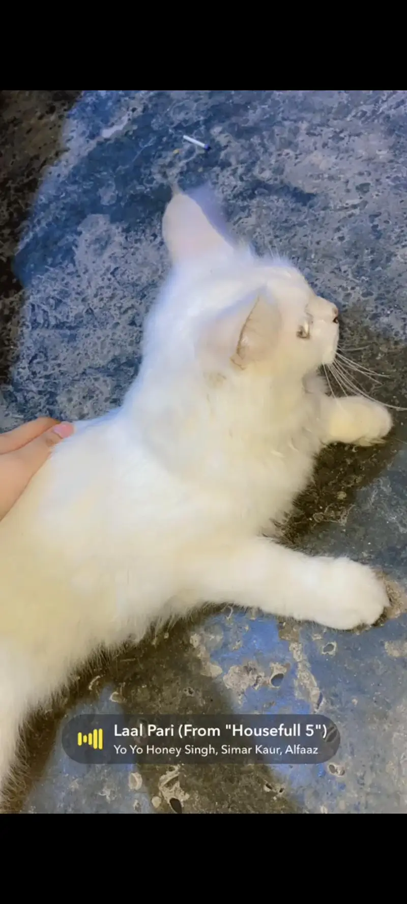 fully trained itter trained play full kitten — photo 2