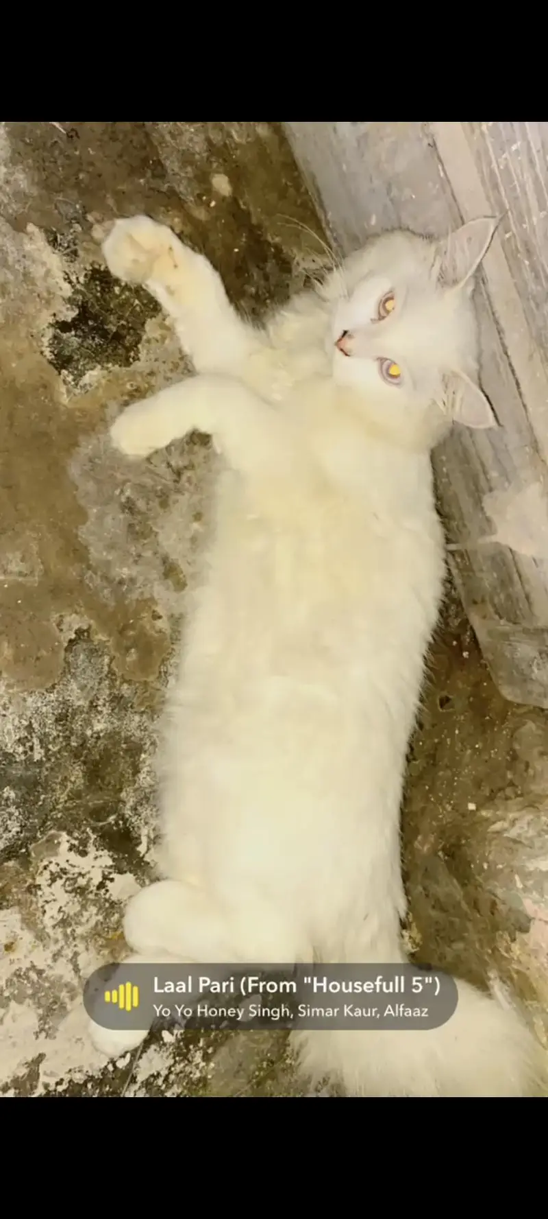 fully trained itter trained play full kitten — photo 3