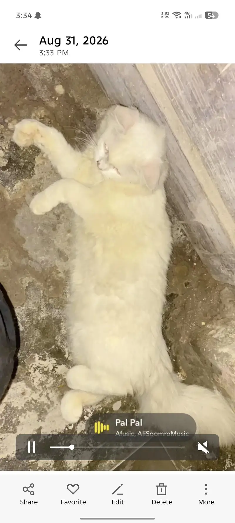 fully trained itter trained play full kitten — photo 5