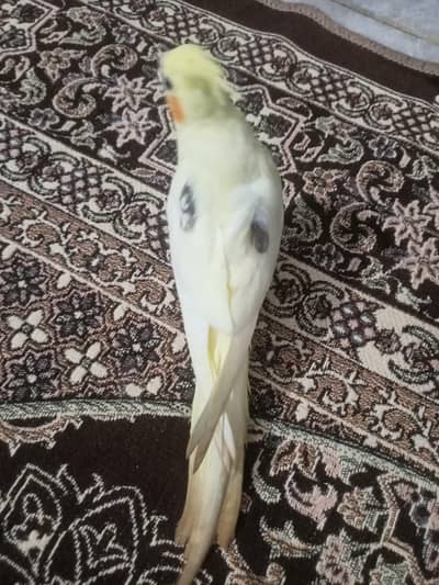 hantame cockatiel