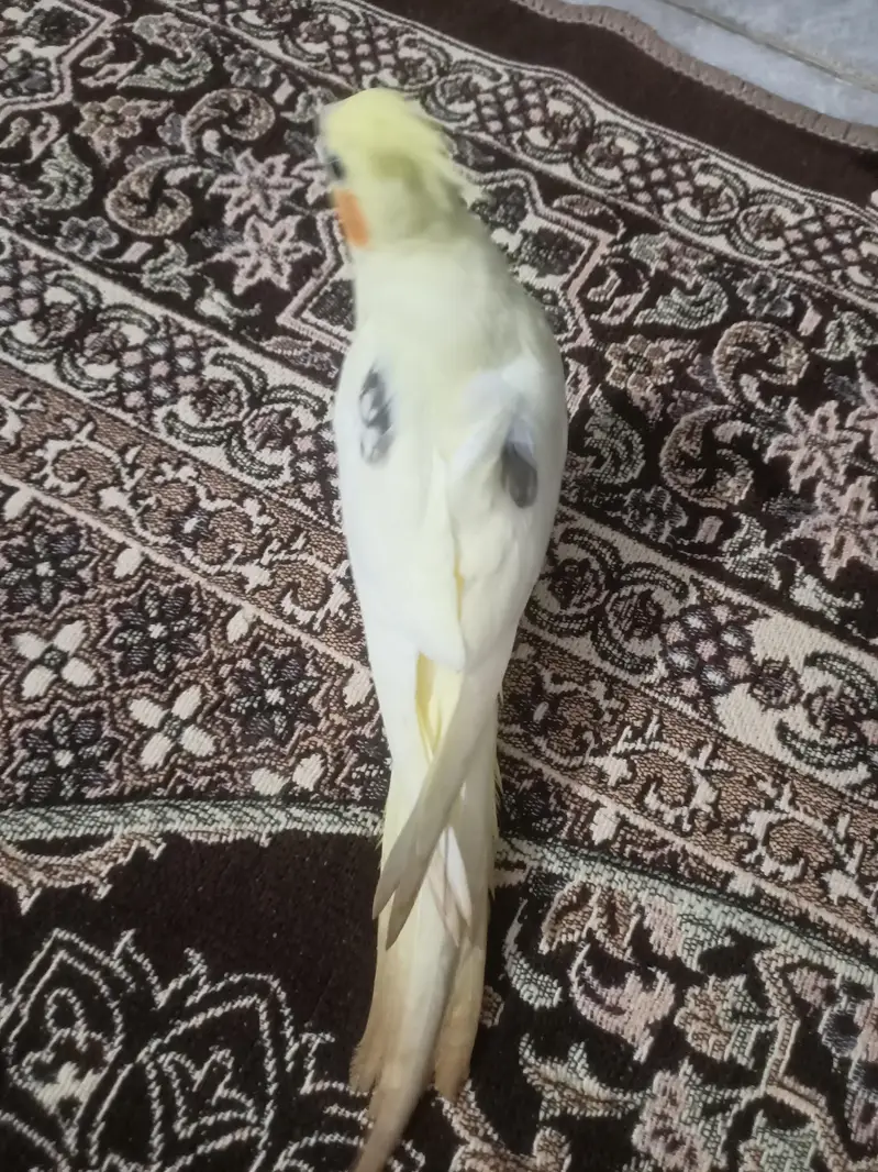 hantame cockatiel