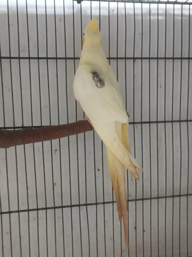 hantame cockatiel — photo 2