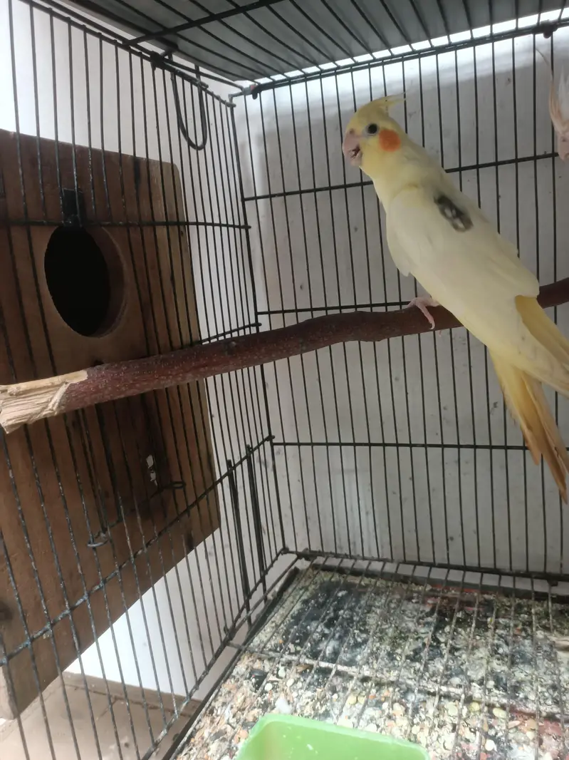 hantame cockatiel — photo 3