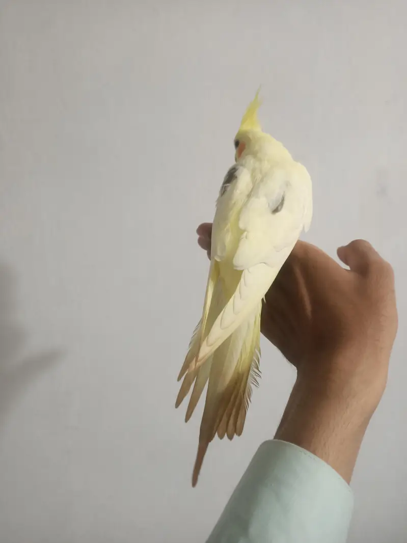 hantame cockatiel — photo 4