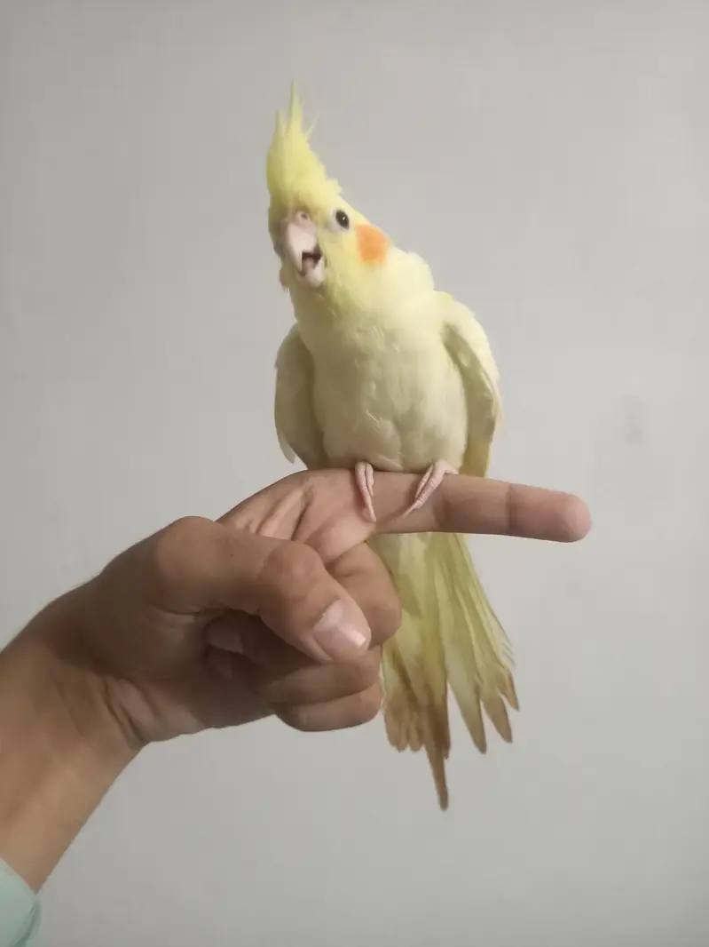 hantame cockatiel — photo 5