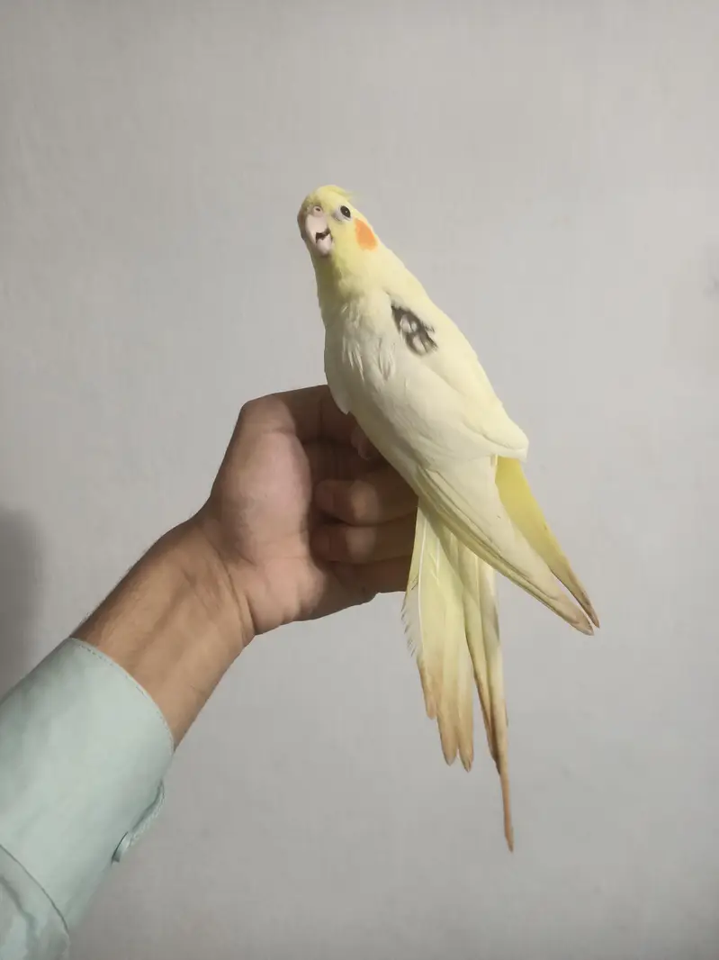 hantame cockatiel — photo 6