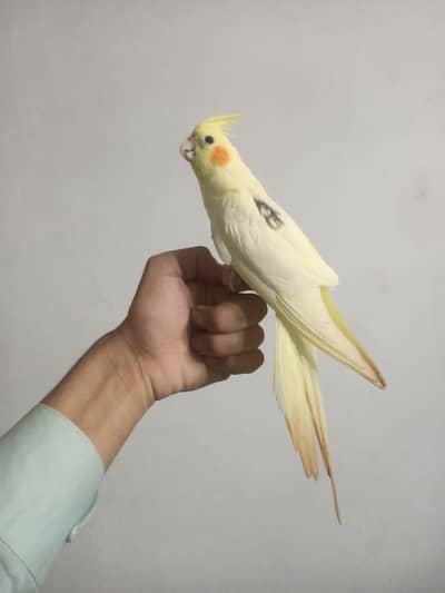hantame cockatiel one peice