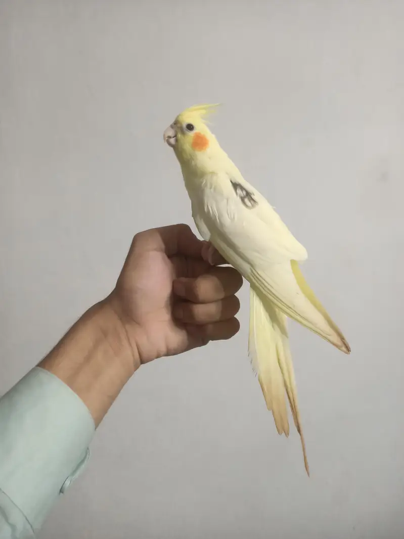 hantame cockatiel — photo 7