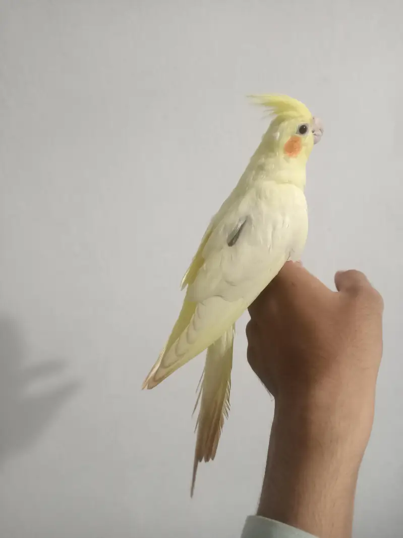 hantame cockatiel — photo 8
