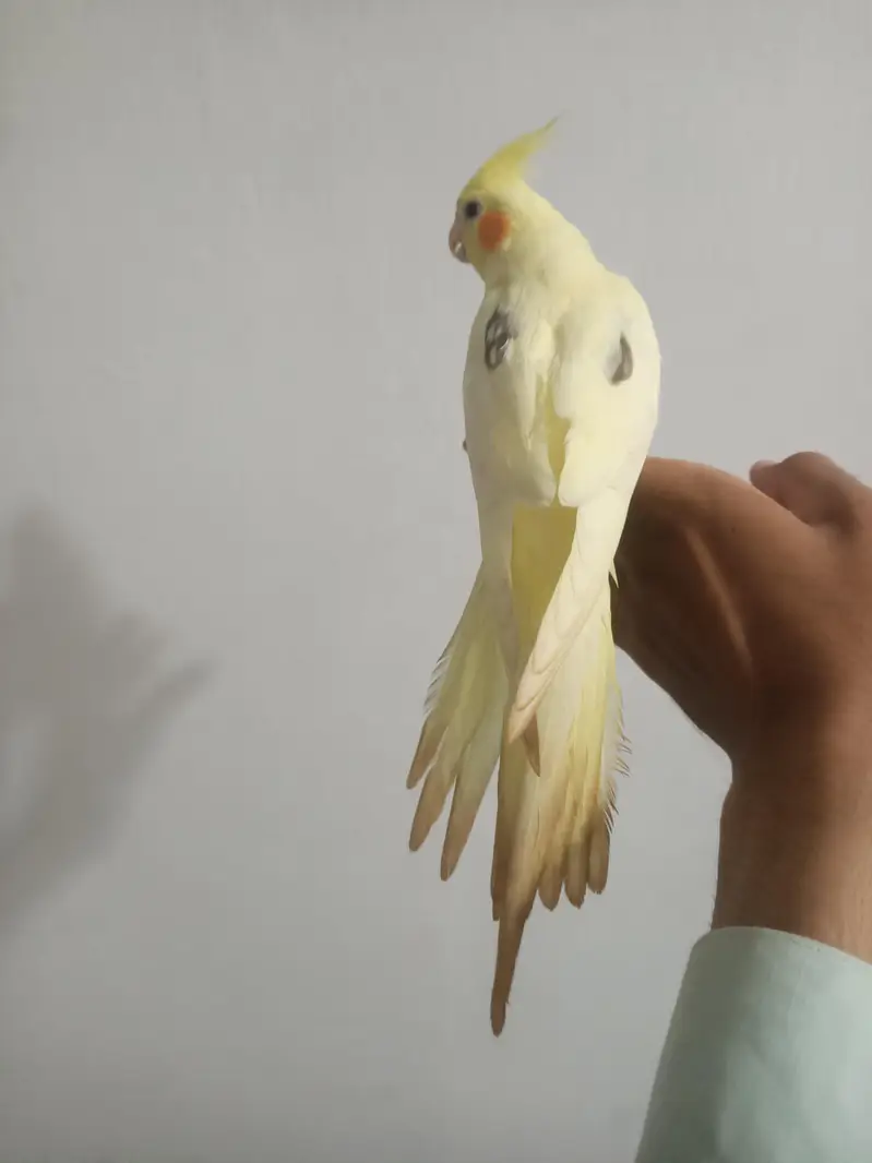 hantame cockatiel — photo 9