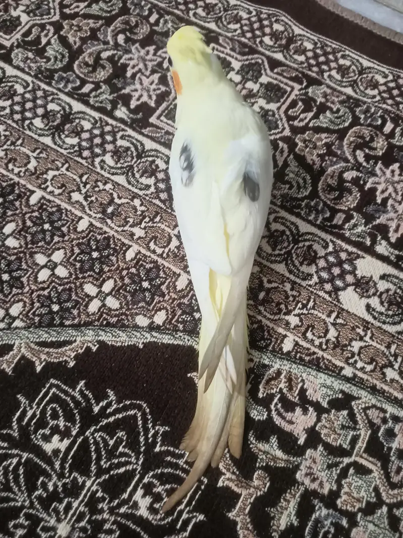 hantame cockatiel — photo 10