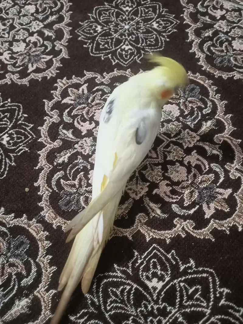 hantame cockatiel — photo 11