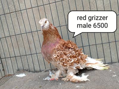fancy pigeons/swallow/fantail/Jacobin/frillback/lahori sherazi/norwich