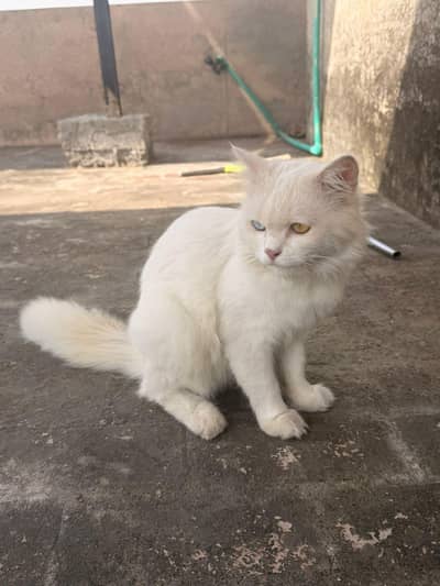 persian Male cats for sale triple coat