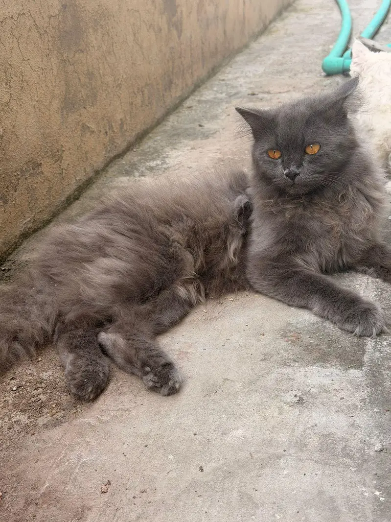 persian Male cats for sale triple coat — photo 2