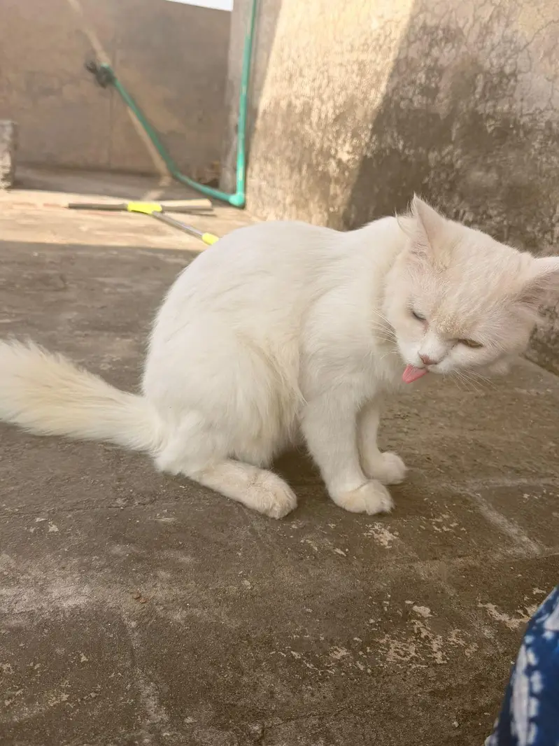 persian Male cats for sale triple coat — photo 3