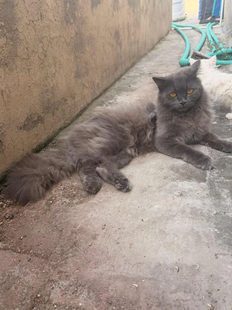 persian Male cats for sale triple coat — photo 4